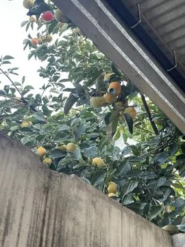 Ripening Persimmons Stock Photos