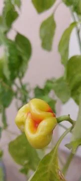 Ripening Stock Photos