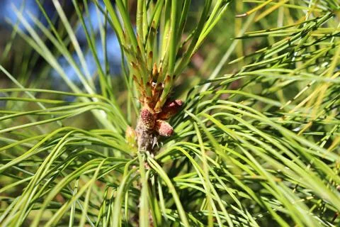 A ripening pine cone inside a cedar pine branch in sunlight Stock Photos
