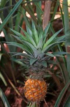 Ripening pineapple Stock Photos