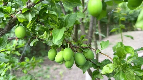 Ripening plum Stock Footage 243514885