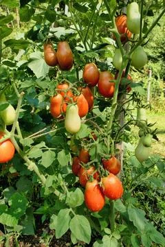 Ripening Plum Tomatoes. Stock Photos