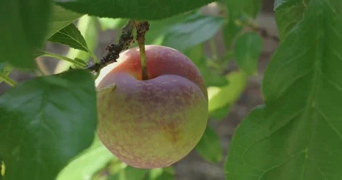 Ripening Plum on the Tree Branch Stock Footage 313023890