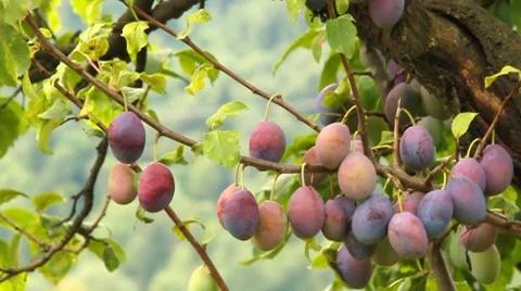 Ripening plums on a tree Stock Footage 8577913