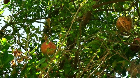 Ripening pomegranates on tree 4 Stock Footage 1036532