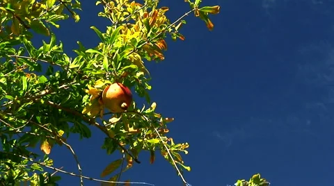 Ripening pomegranates on tree against blue sky 5 Video stock 1036662