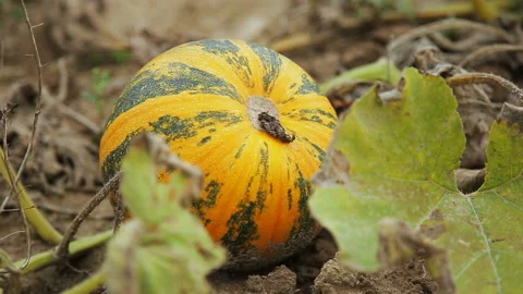 Ripening pumpkin on earth Stock Footage