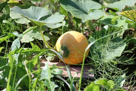 Ripening pumpkin on a melon patch in a vegetable garden Stock Photos