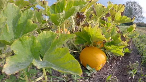 Ripening Pumpkins in a Pumpkin Patch 4K UHD Stock Footage 330030571