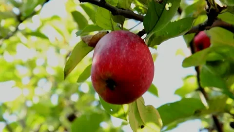 Ripening red apple Stock Footage 216182872