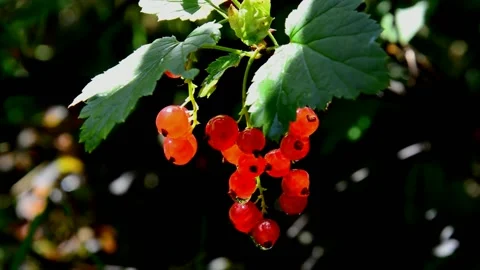 Ripening red currant Stock Footage 211416395