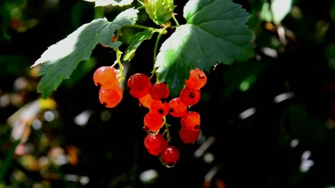 Ripening red currant Stock Footage 211419990