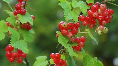 Ripening red currants growing on small garden bush, closeup detail Stock Footage 301998591