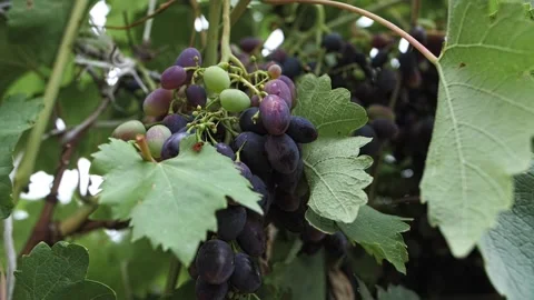 Ripening red grapes on the vine Stock Footage 224846961