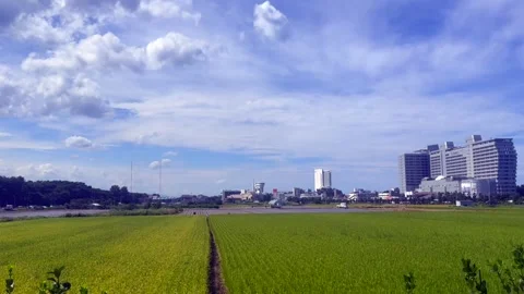 Ripening rice fields stretching toward modern urban skyline beneath dramatic Stock Footage 341477396