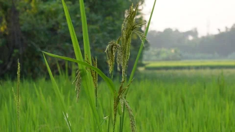 Ripening Rice Grains Stock-Footage 328524815