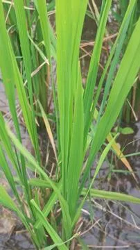 Ripening rice paddy crop with green grains in a field Stock Photos