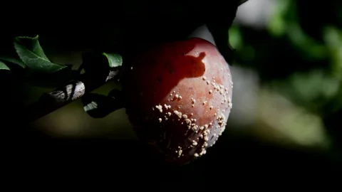 Ripening rotten cherry-plum Stock Footage 255799713