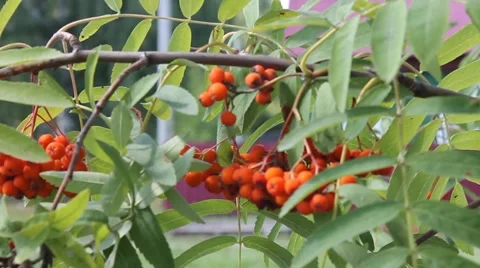Ripening Rowan berries Stock Footage 65526659