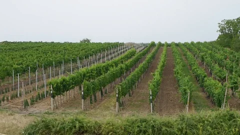 Ripening rows of grapes before harvesting Stock Footage 113222859