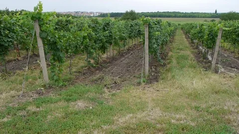 Ripening rows of grapes before harvesting Stock Footage 113223055