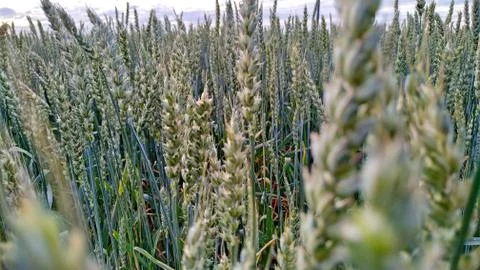 Ripening rye on the dawn. Selective focus Stock Photos