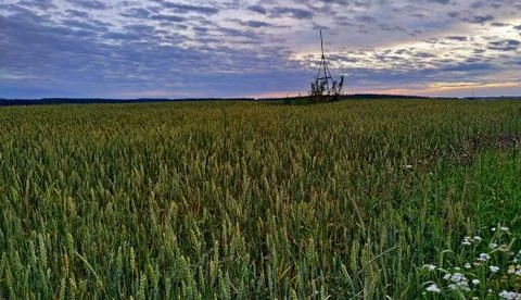 Ripening rye on the dawn. Selective focus Stock Photos
