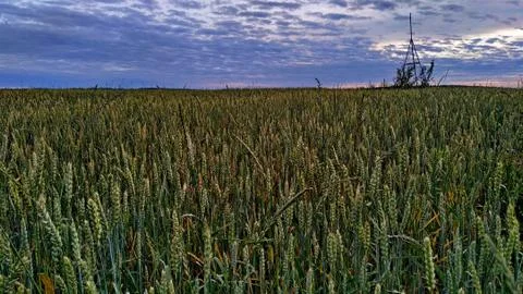 Ripening rye on the dawn. Selective focus Stock Photos