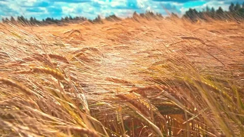 Ripening rye ears growing in the field. Golden rye in the noon time Stock Footage 203877707