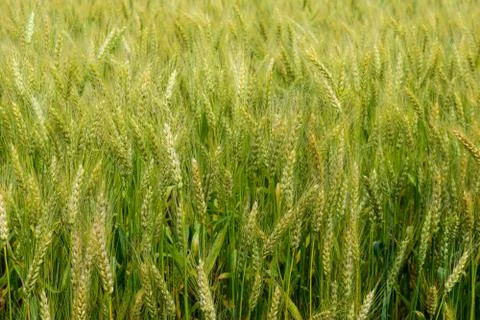 Ripening rye on the field Stock Photos