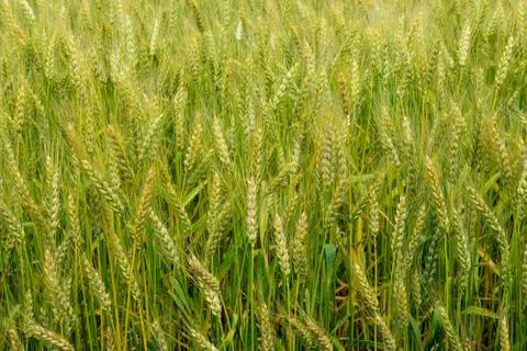 Ripening rye on the field Stock Photos
