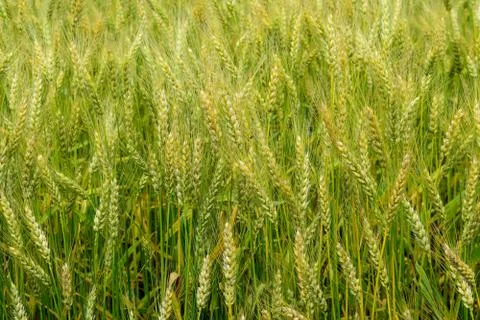 Ripening rye on the field Stock Photos
