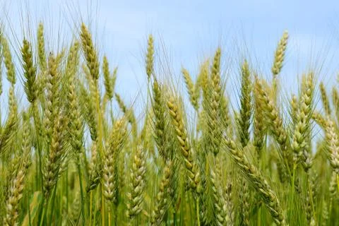 Ripening rye on the field Stock Photos
