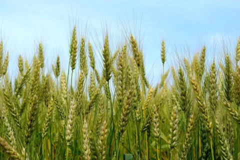 Ripening rye on the field Stock Photos