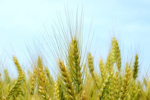 Ripening rye on the field Stock-Fotos