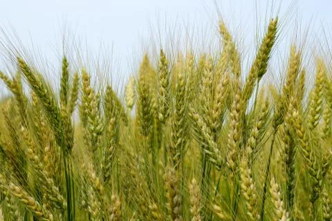Ripening rye on the field Stock Photos