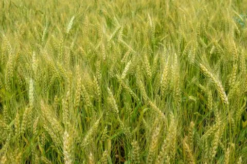 Ripening rye on the field Stock Photos