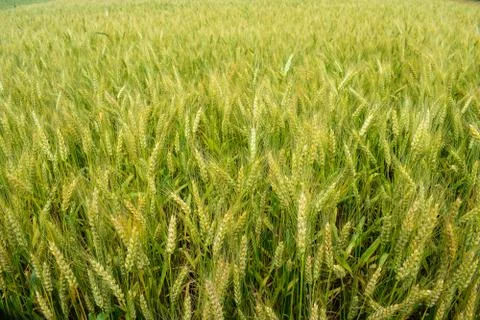 Ripening rye on the field Stock Photos