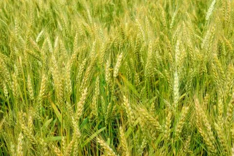 Ripening rye on the field Stock Photos