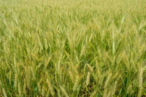 Ripening rye on the field Stock-Fotos