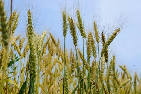 Ripening rye on the field Stock Photos