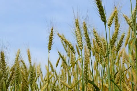 Ripening rye on the field Stock-Fotos