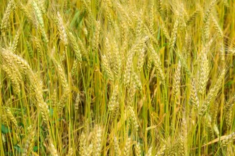 Ripening rye on the field Stock Photos