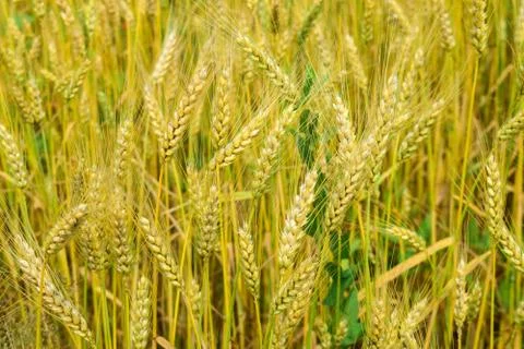 Ripening rye on the field Stock Photos