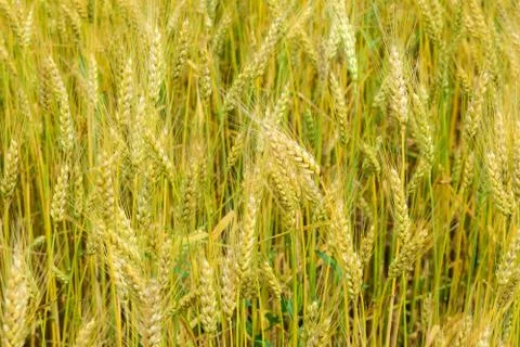 Ripening rye on the field Stock-Fotos