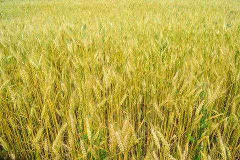 Ripening rye on the field Stock Photos