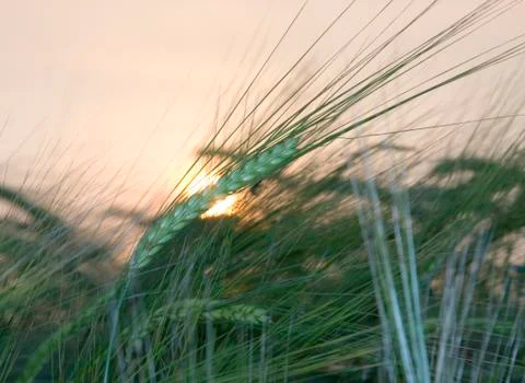 Ripening rye Stock Photos
