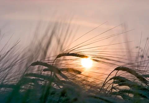 Ripening rye Stock Photos