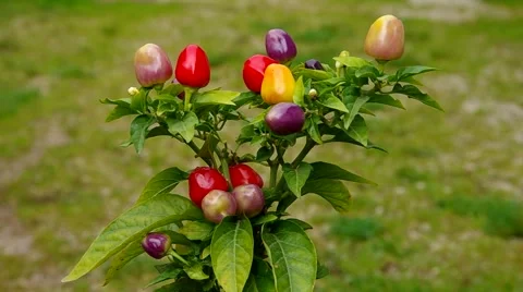 Ripening small peppers Stock Footage 41921683