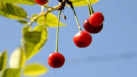 Ripening sour cherries Stock Footage 134498632